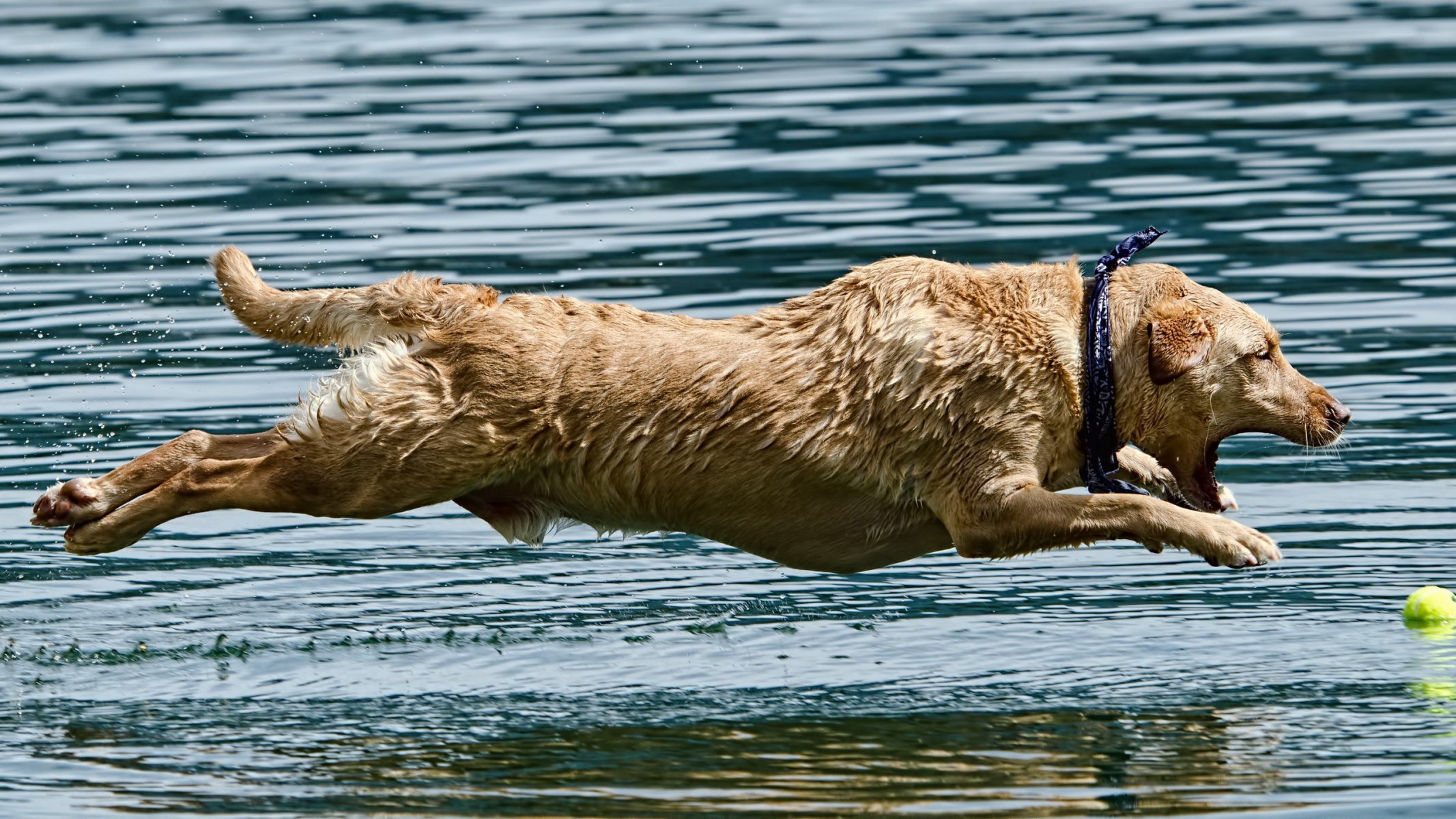 chien eau saut