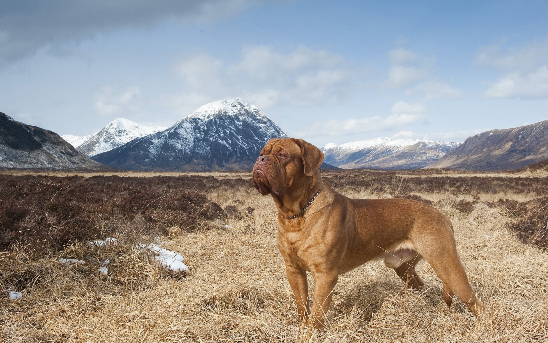 dogue de bordeaux montagnes nature