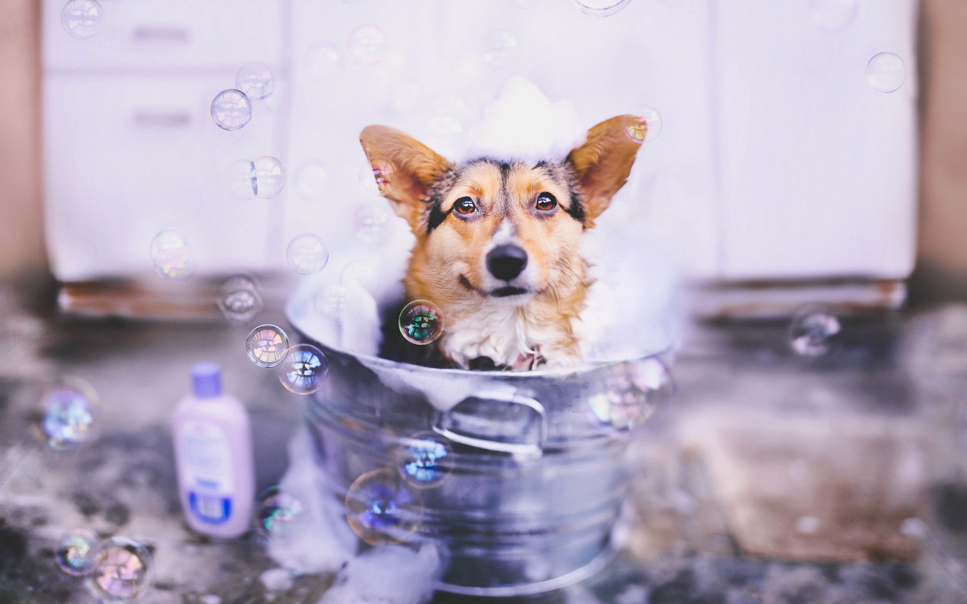 chien regard bulles