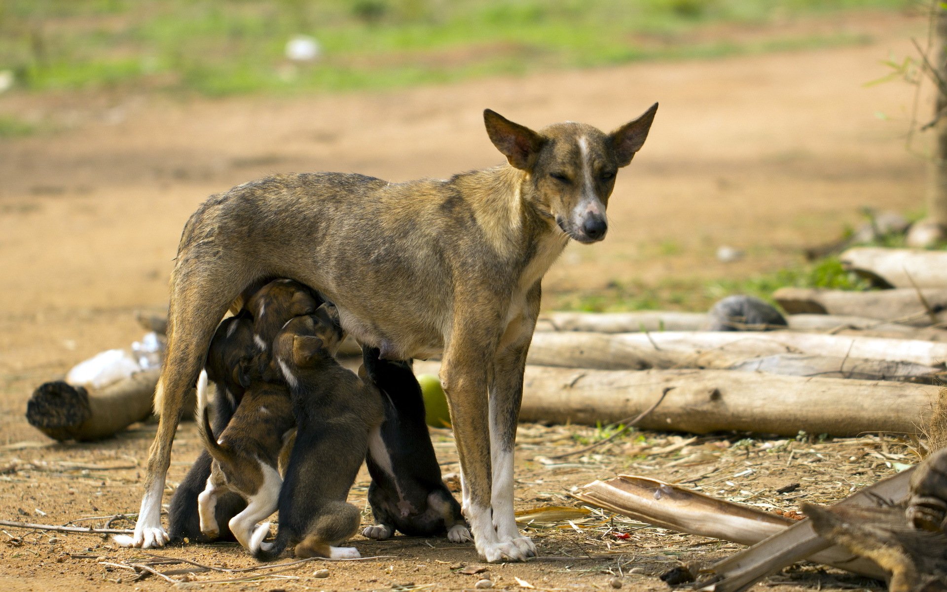 cagna cuccioli vita