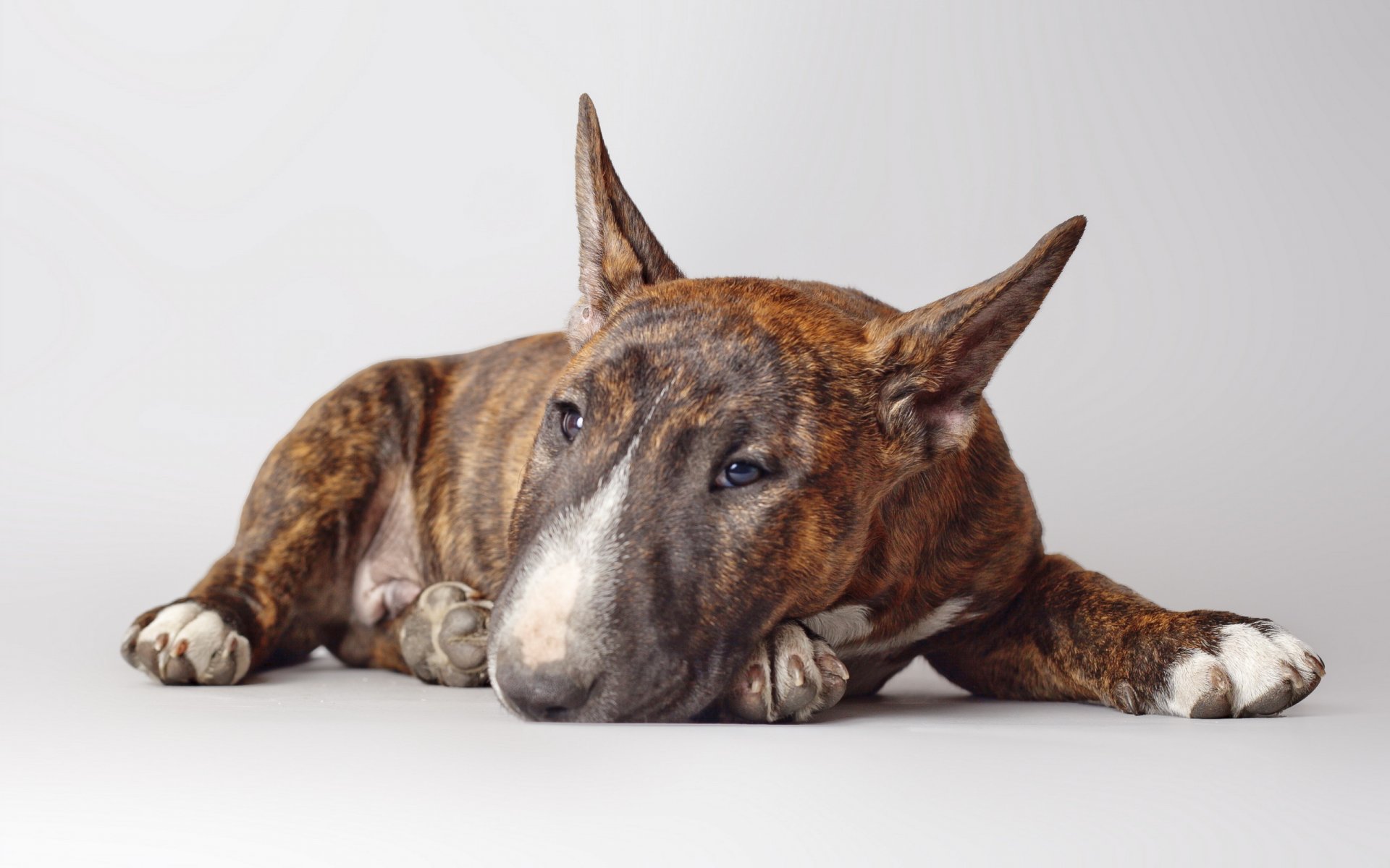 bull terrier chien ami