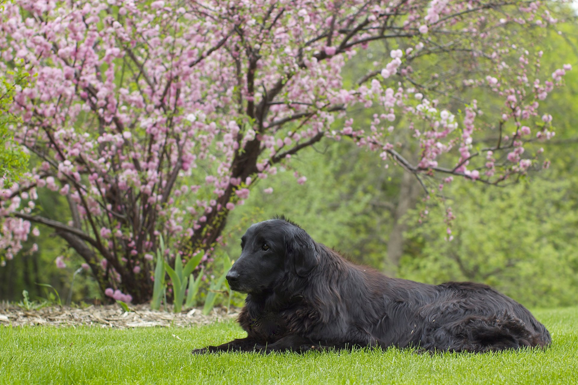 flat-coated retriever sakura lawn