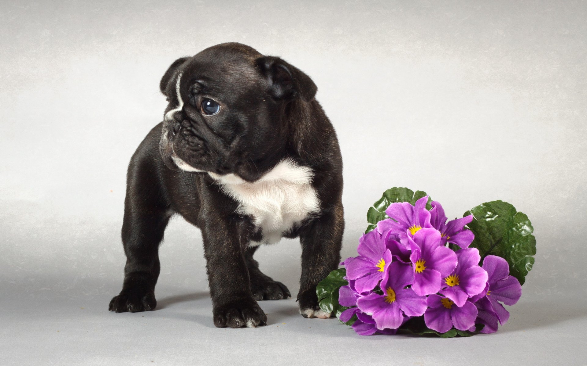 chien chiot fleurs