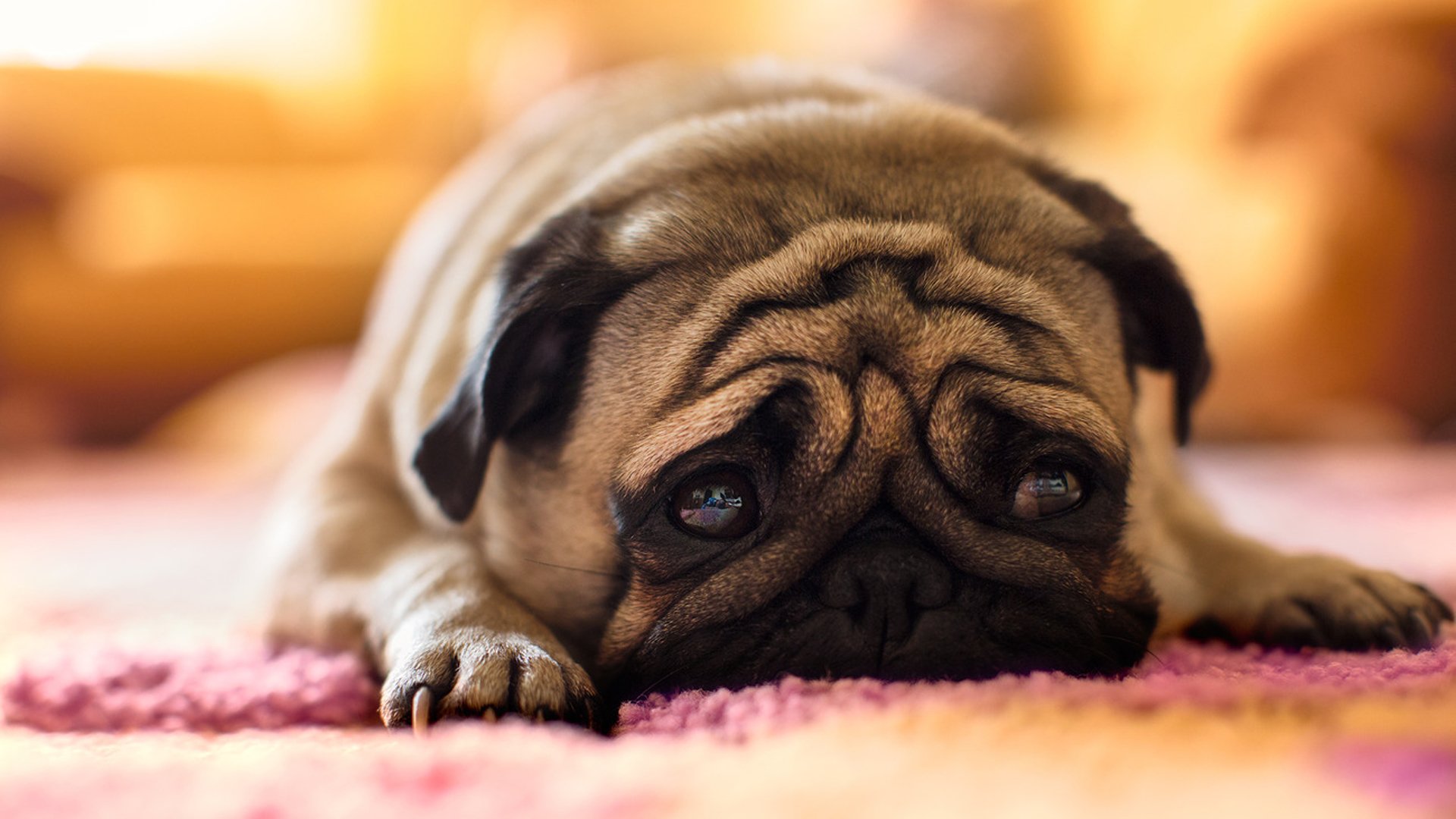 dog pug snout sad i