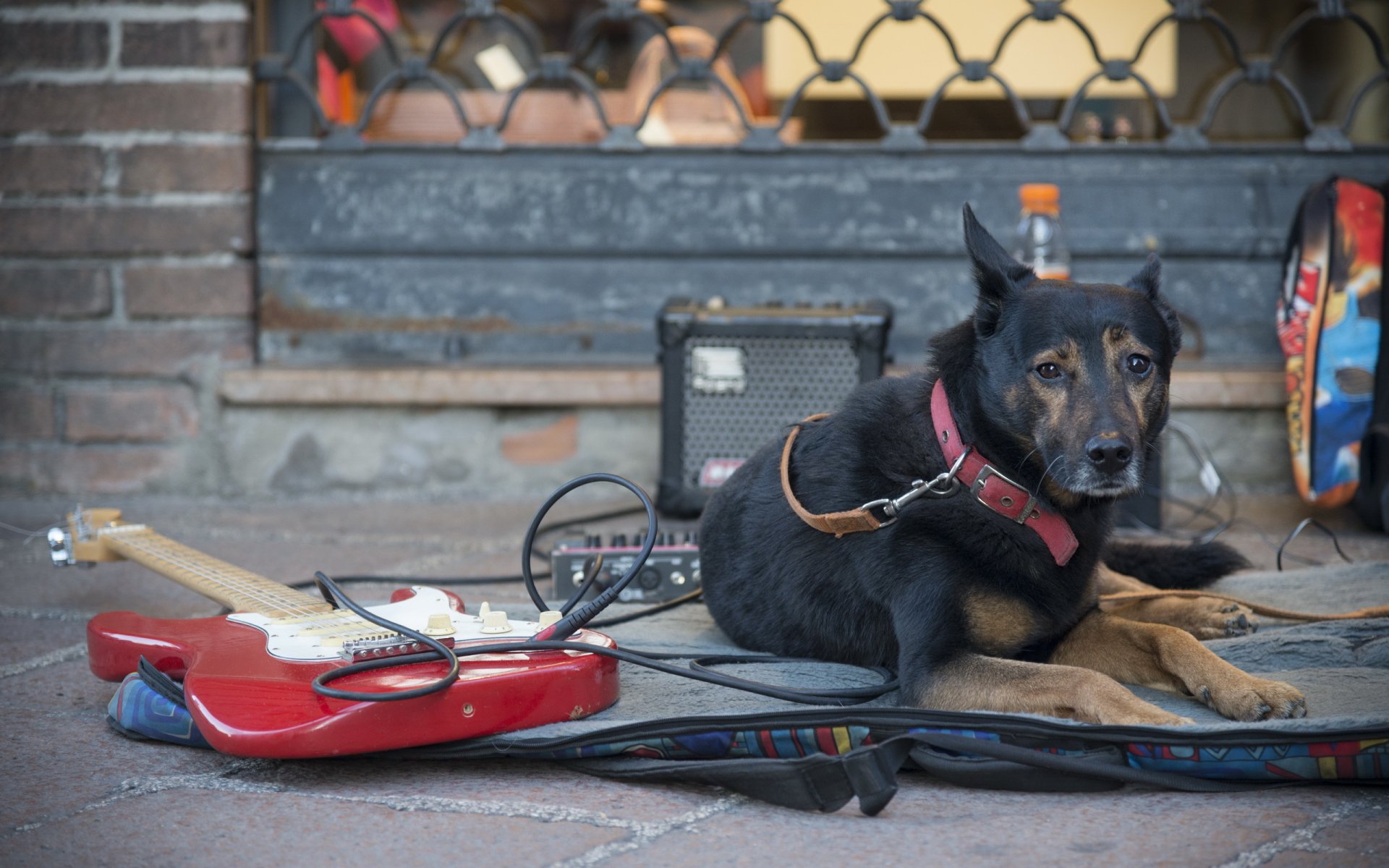 chien rue guitare