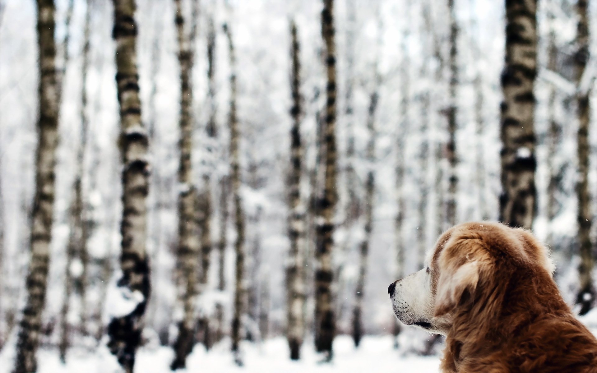 cane foresta inverno