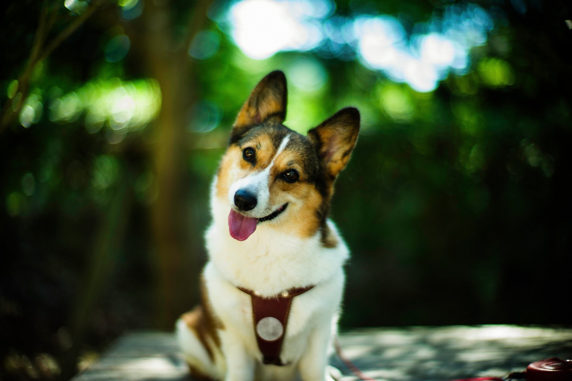 perro mirada amigo sonrisa bokeh