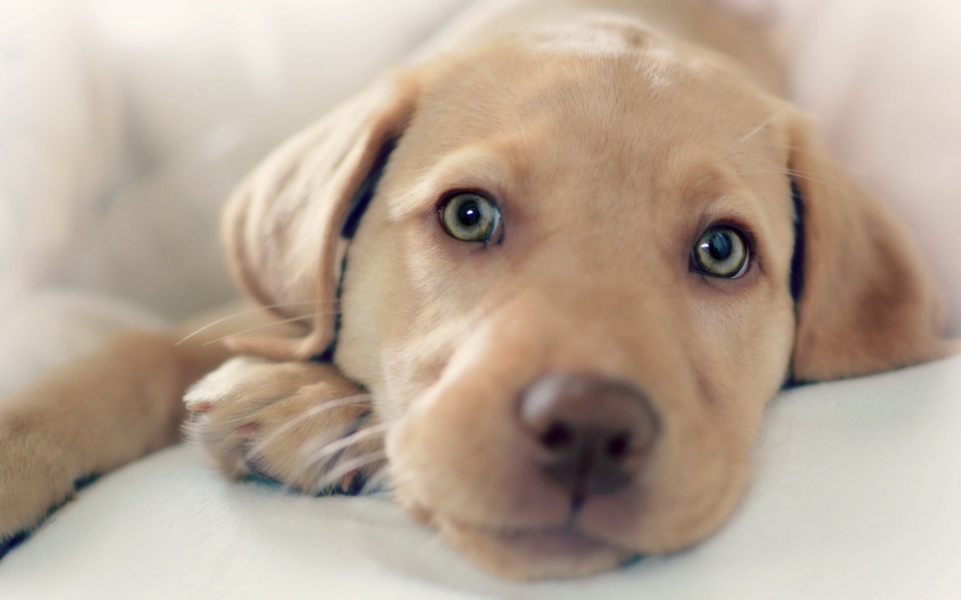 chien regard ami