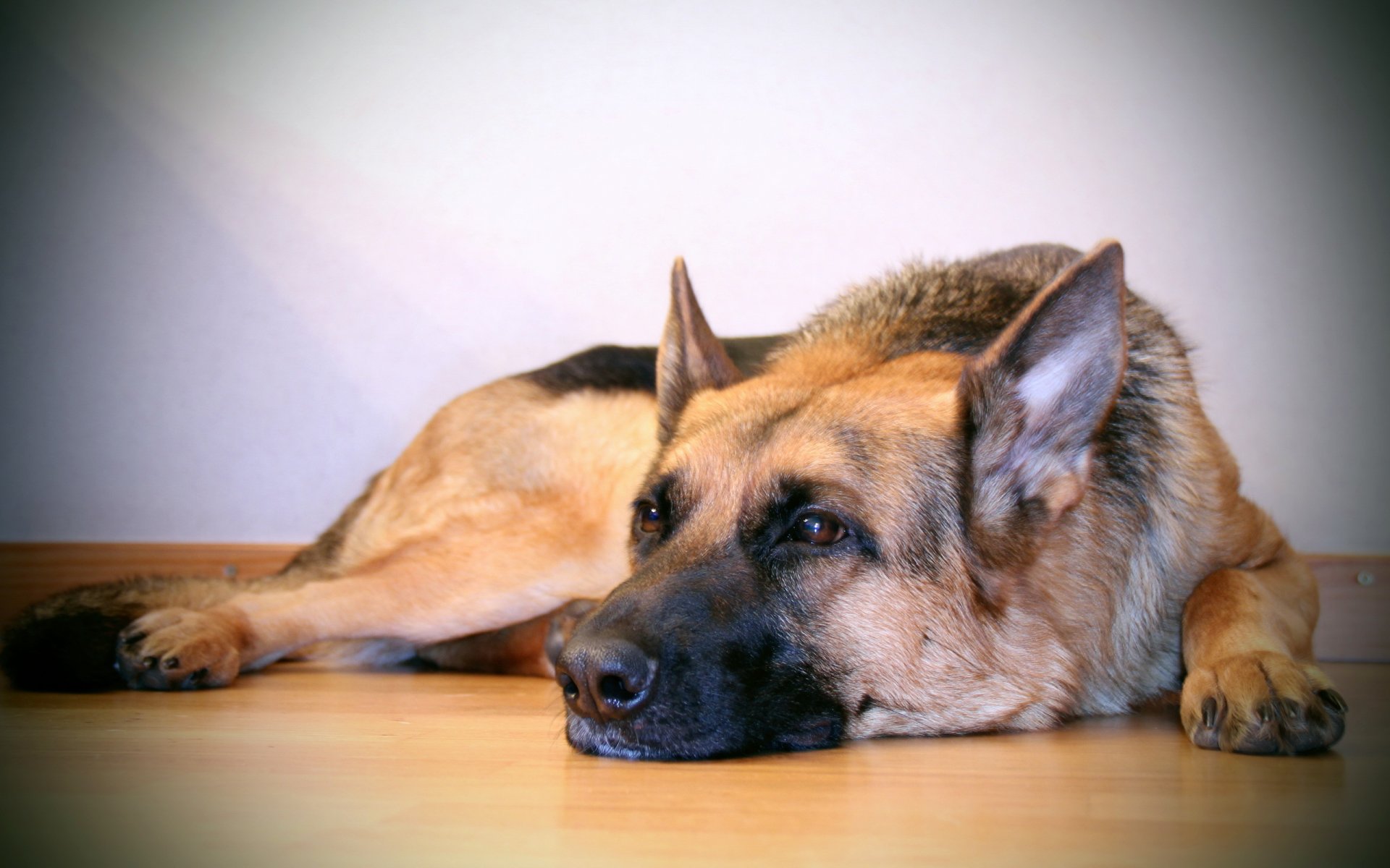 deutscher schäferhund hund freund