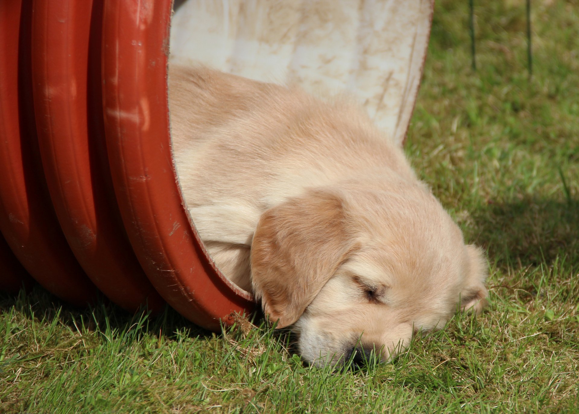 golden retriever golden retriever cucciolo sonno