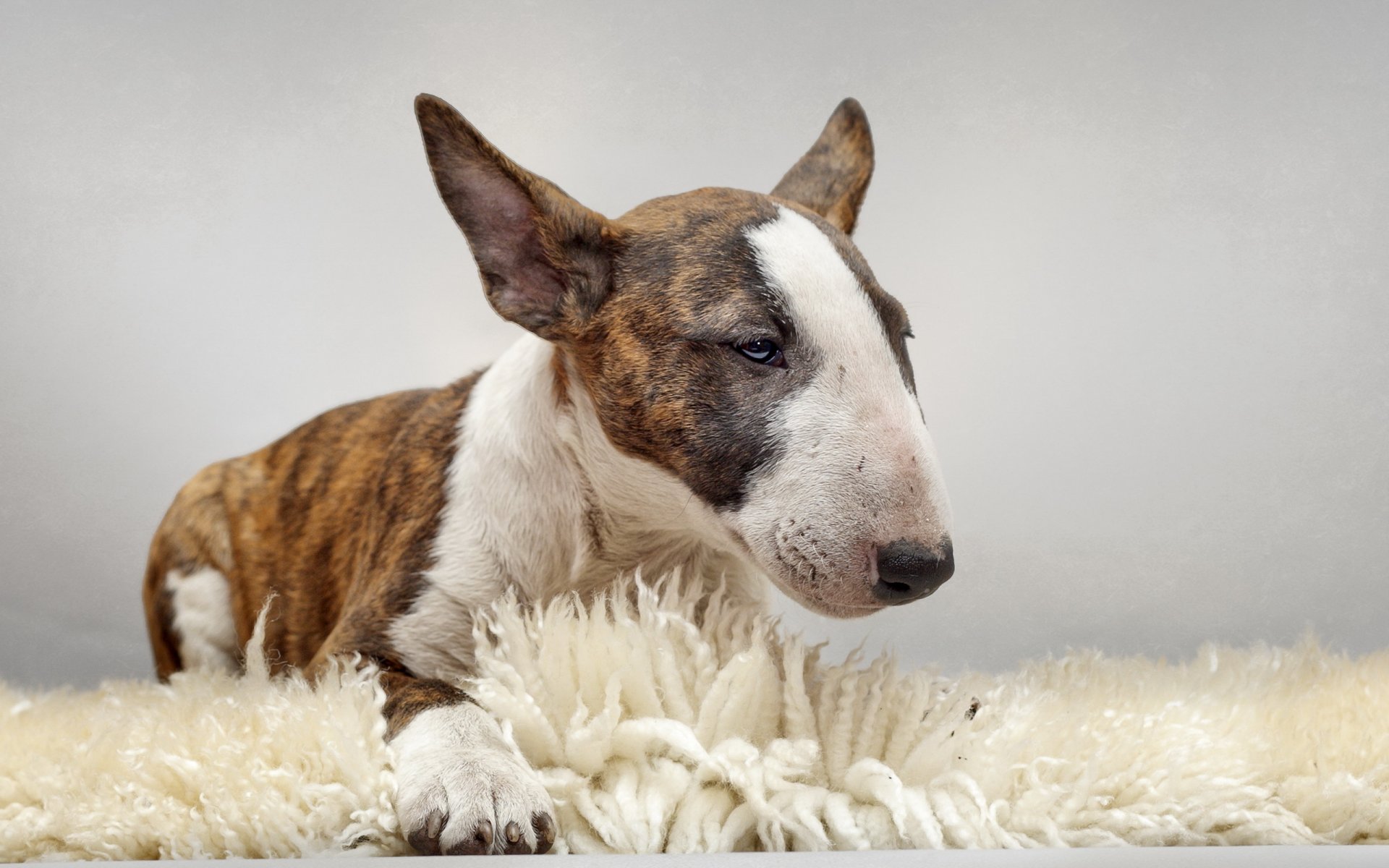 bull terrier chien ami