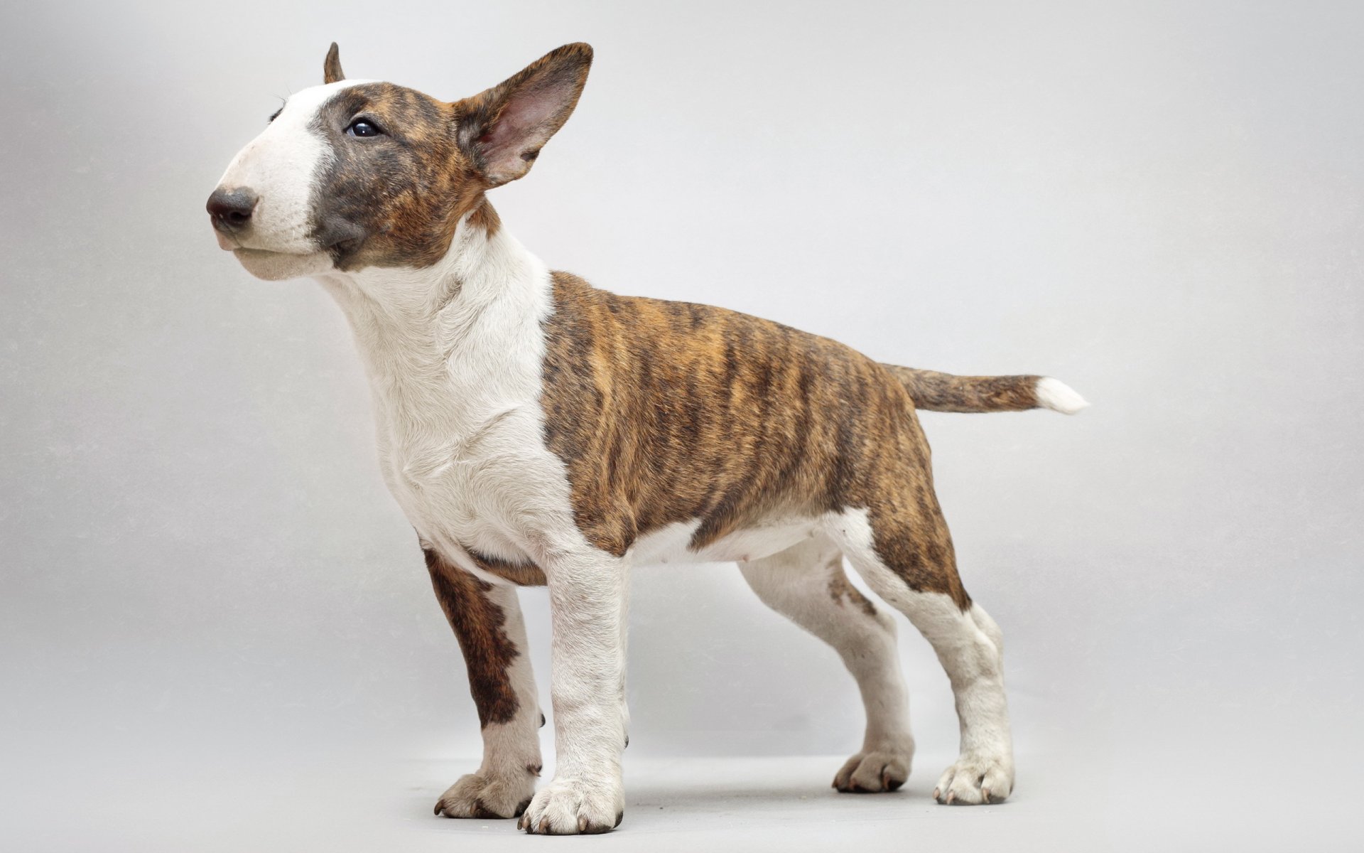 bull terrier chien ami