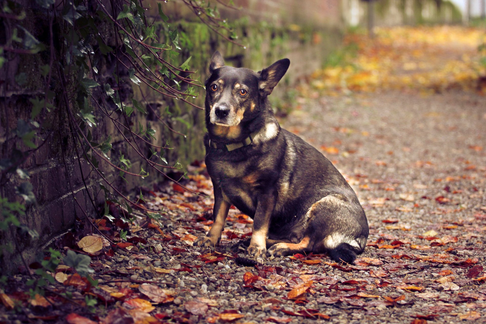 chien assis feuilles mur nature automne