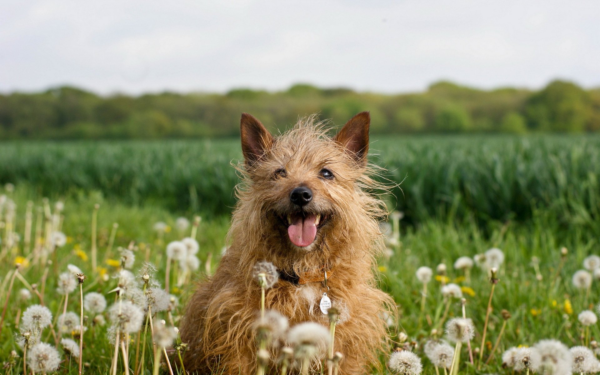 cane denti di leone natura