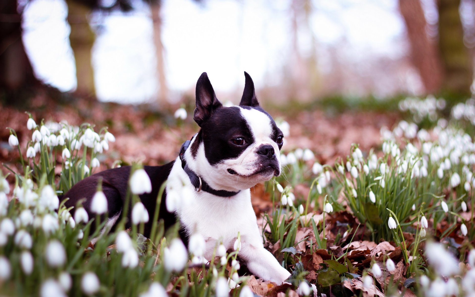 hund blumen frühling