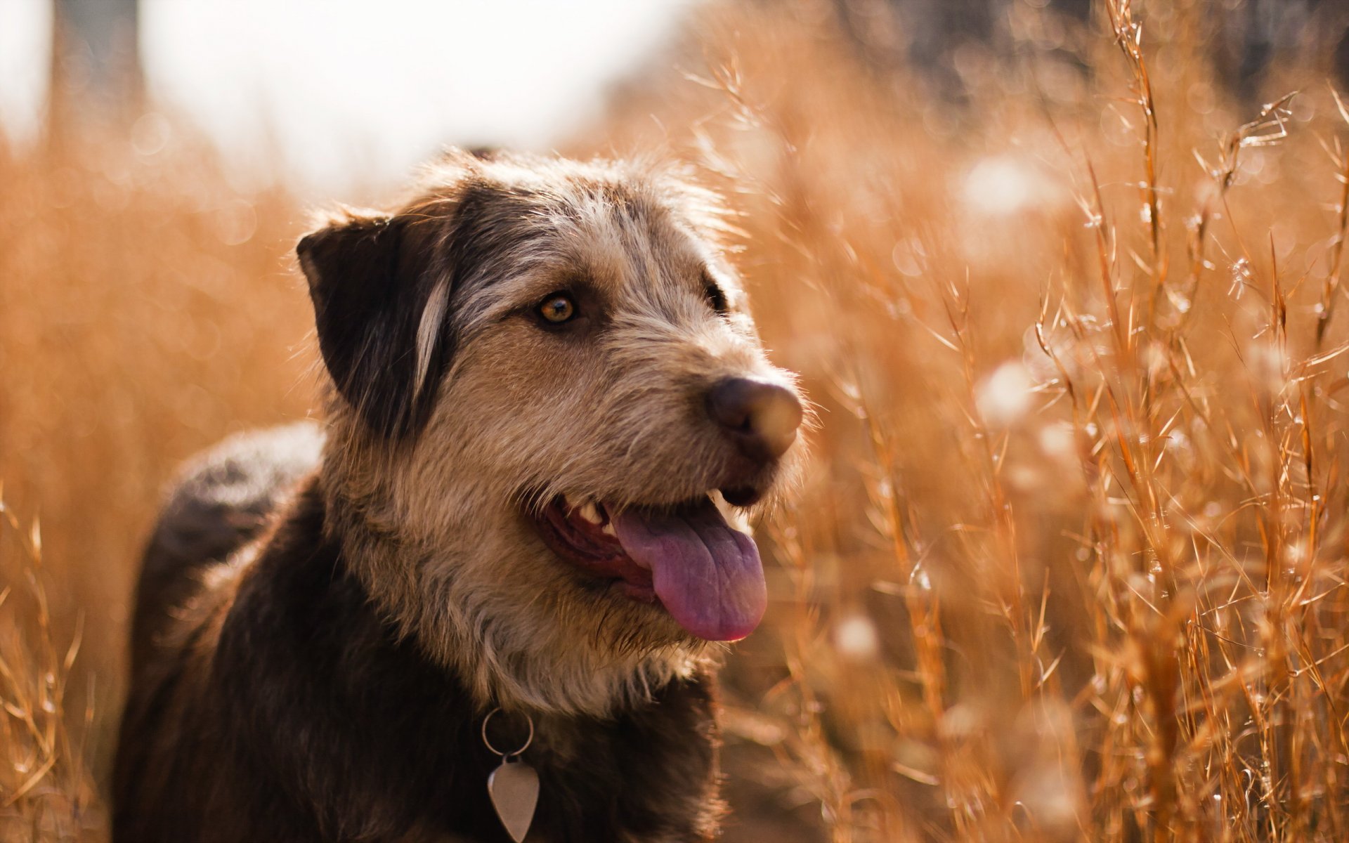 hund blick feld sommer