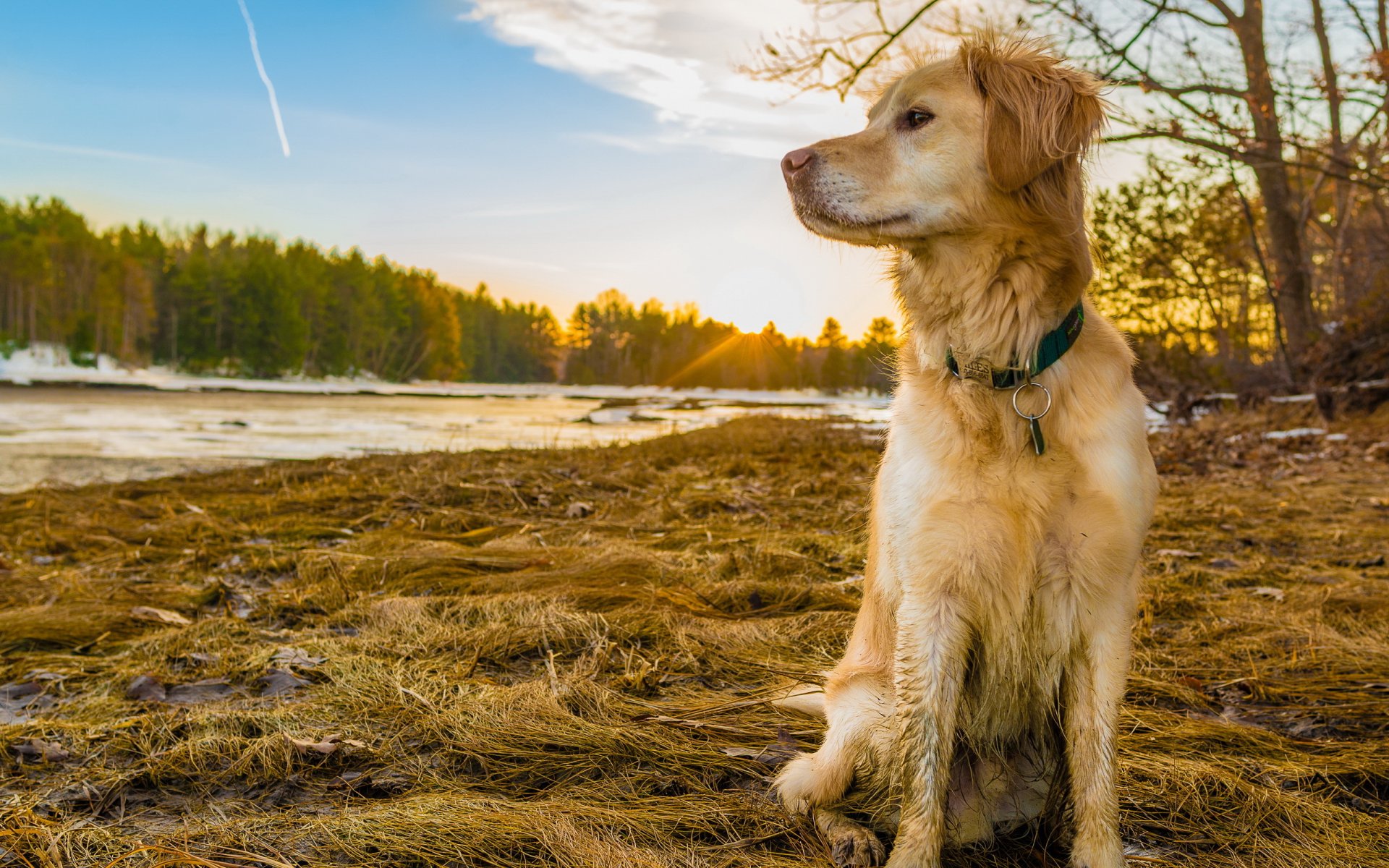 pies retriever natura