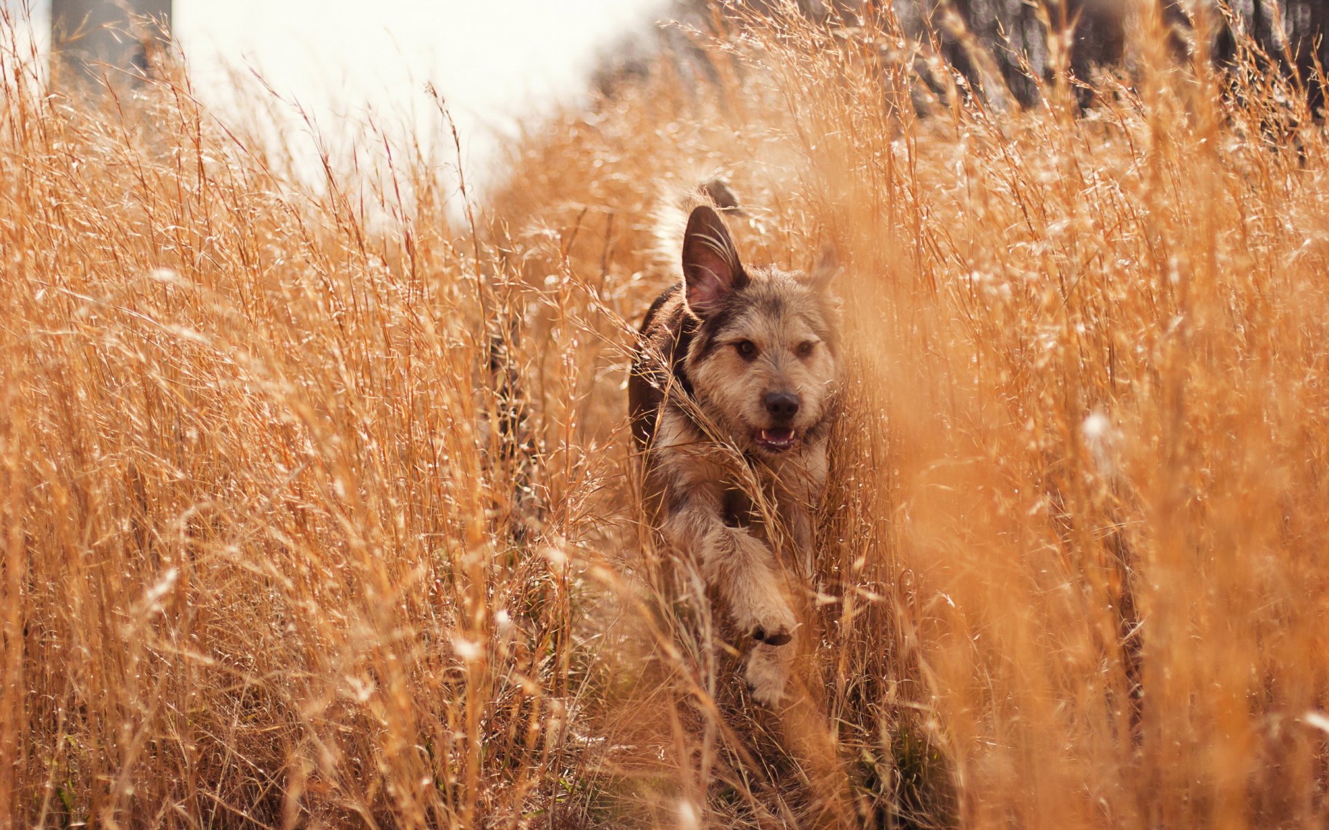 hund gras natur