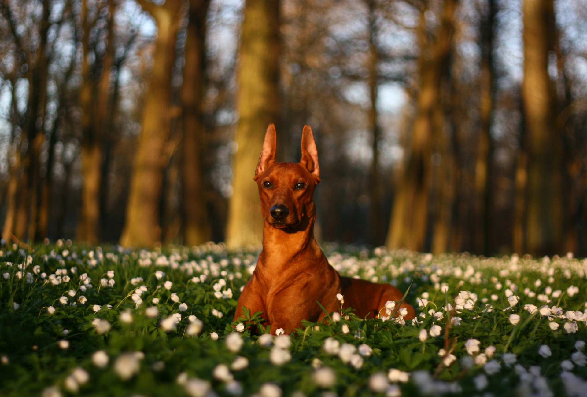 cane natura fiori radura alberi bianco