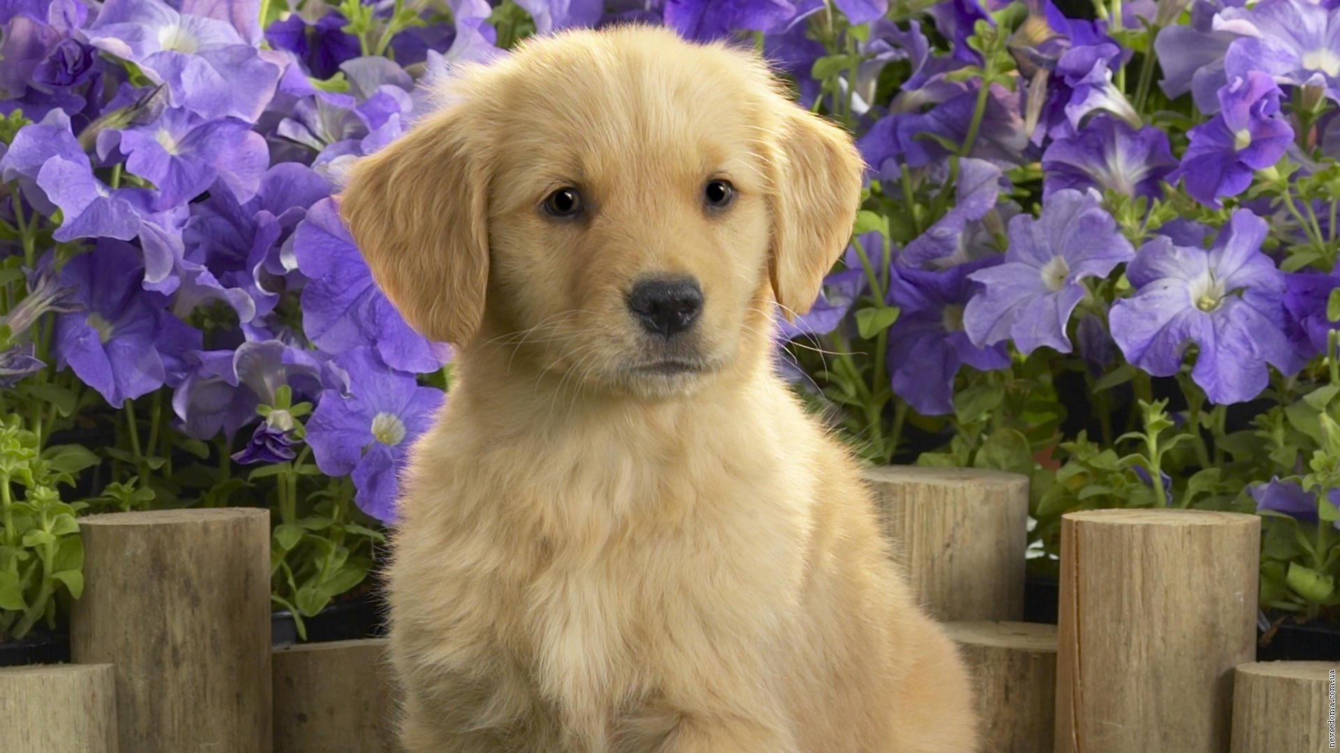 cachorro labrador flores