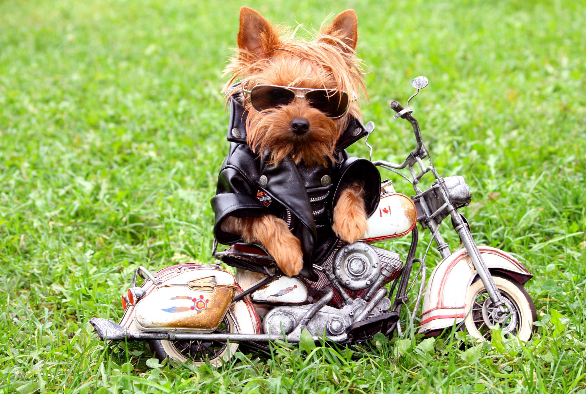 perro chaqueta gafas motocicleta hierba yorkshire terrier