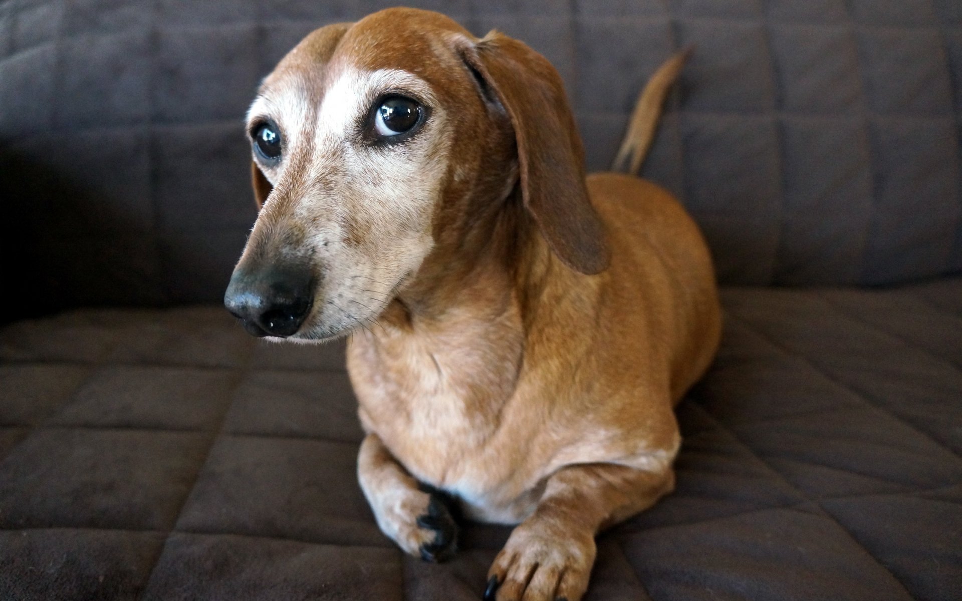 cane sguardo amico