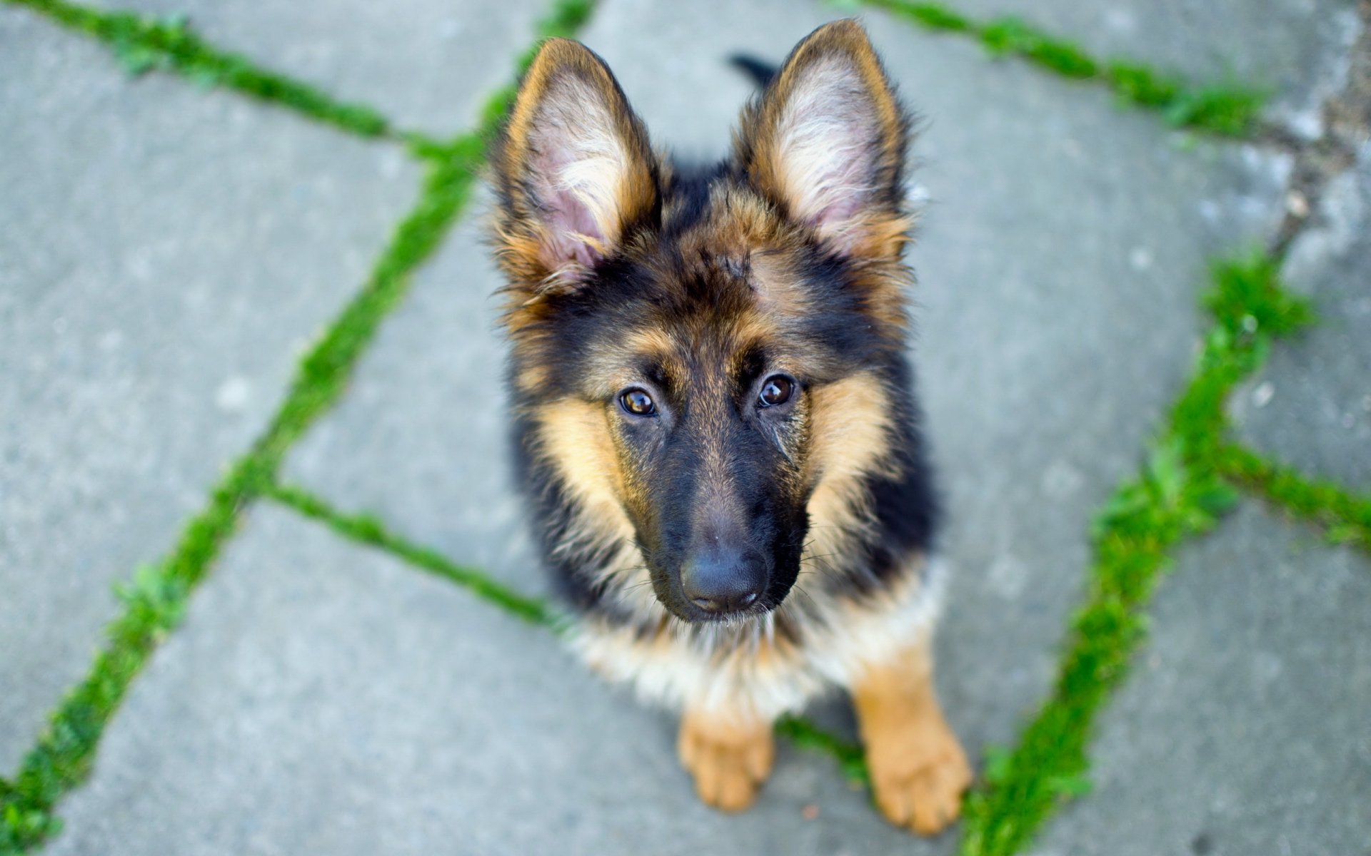 berger allemand chien vue