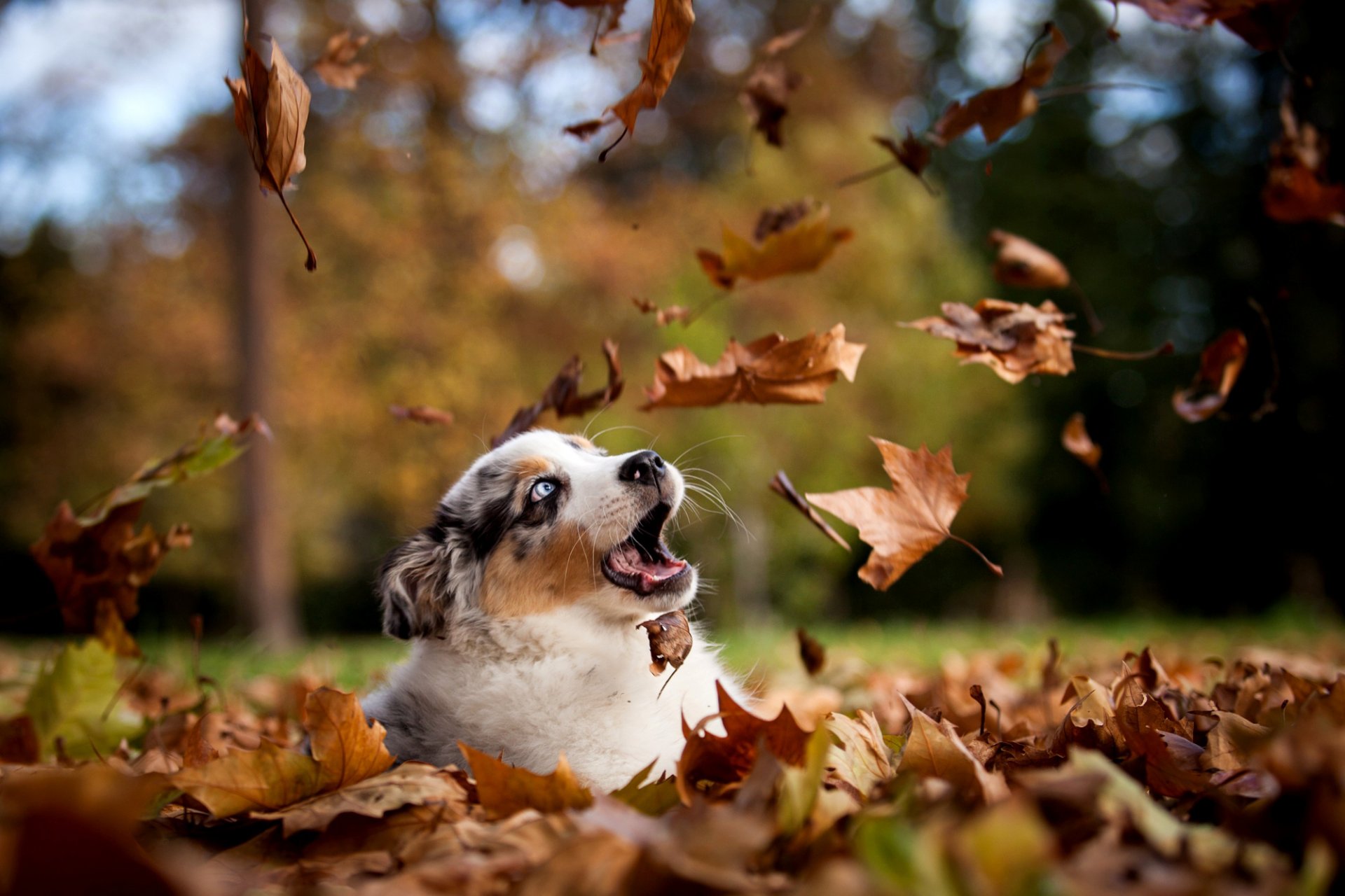 chien chiot feuilles automne parc nature