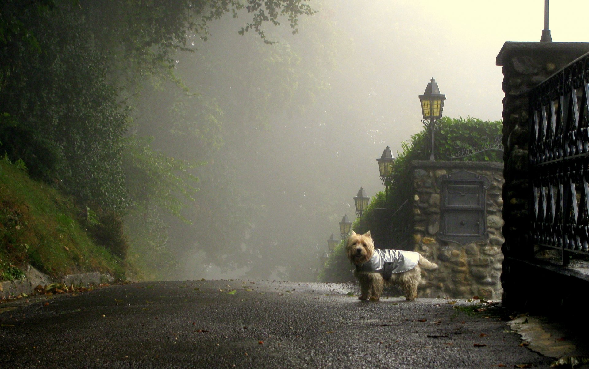 mattina nebbia via strada cane strada lanterne