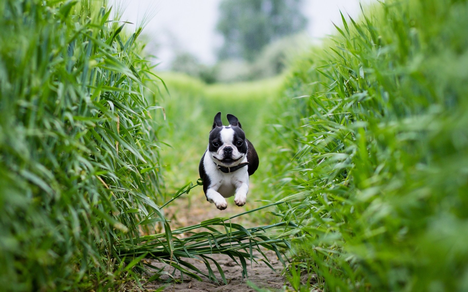 boston terrier correr campo sendero