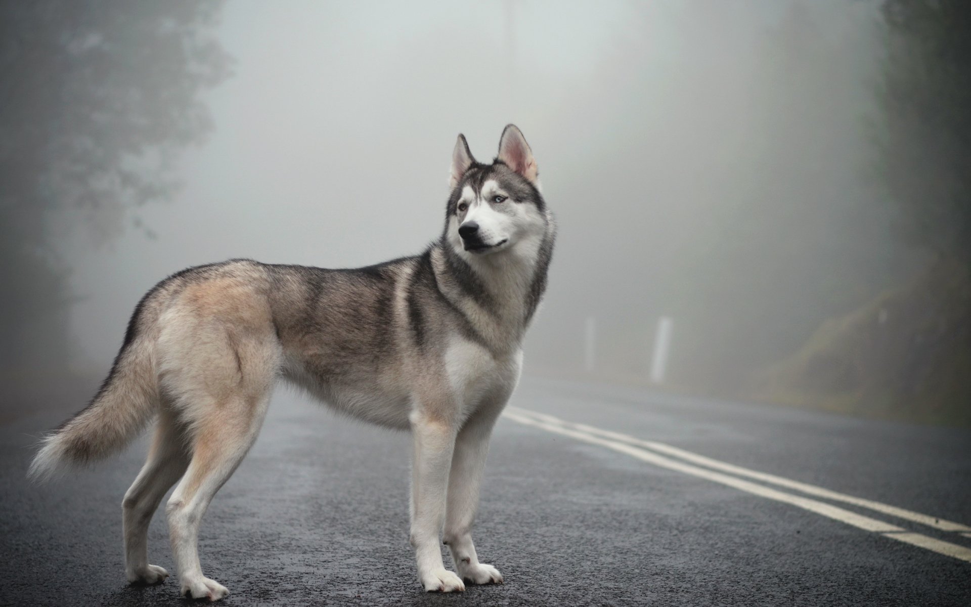 siberian husky nebel