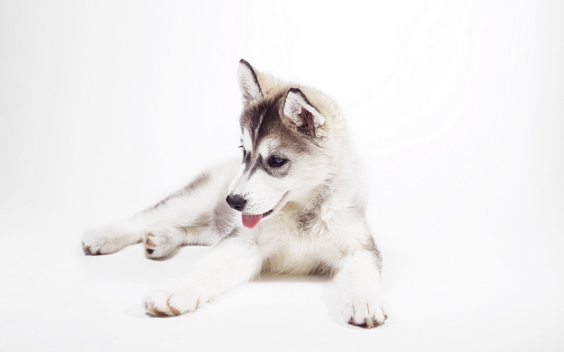 chiot husky sibérien