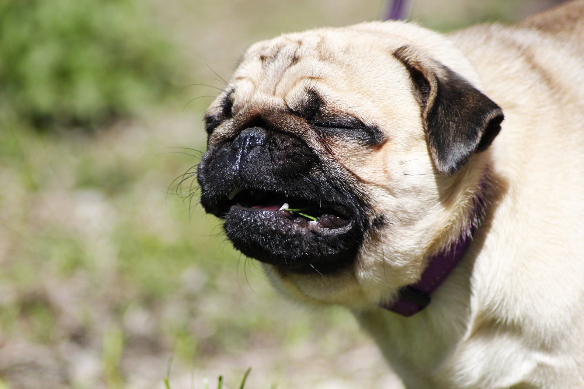 chien carlin herbe été verdure joie grimace sourire