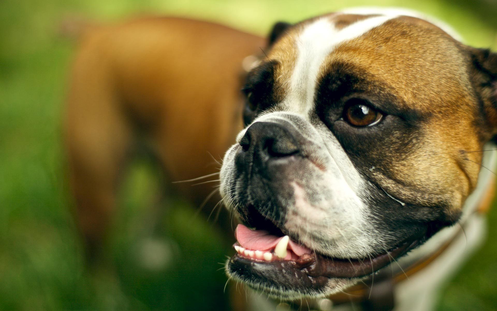 hund englische bulldogge freund blick