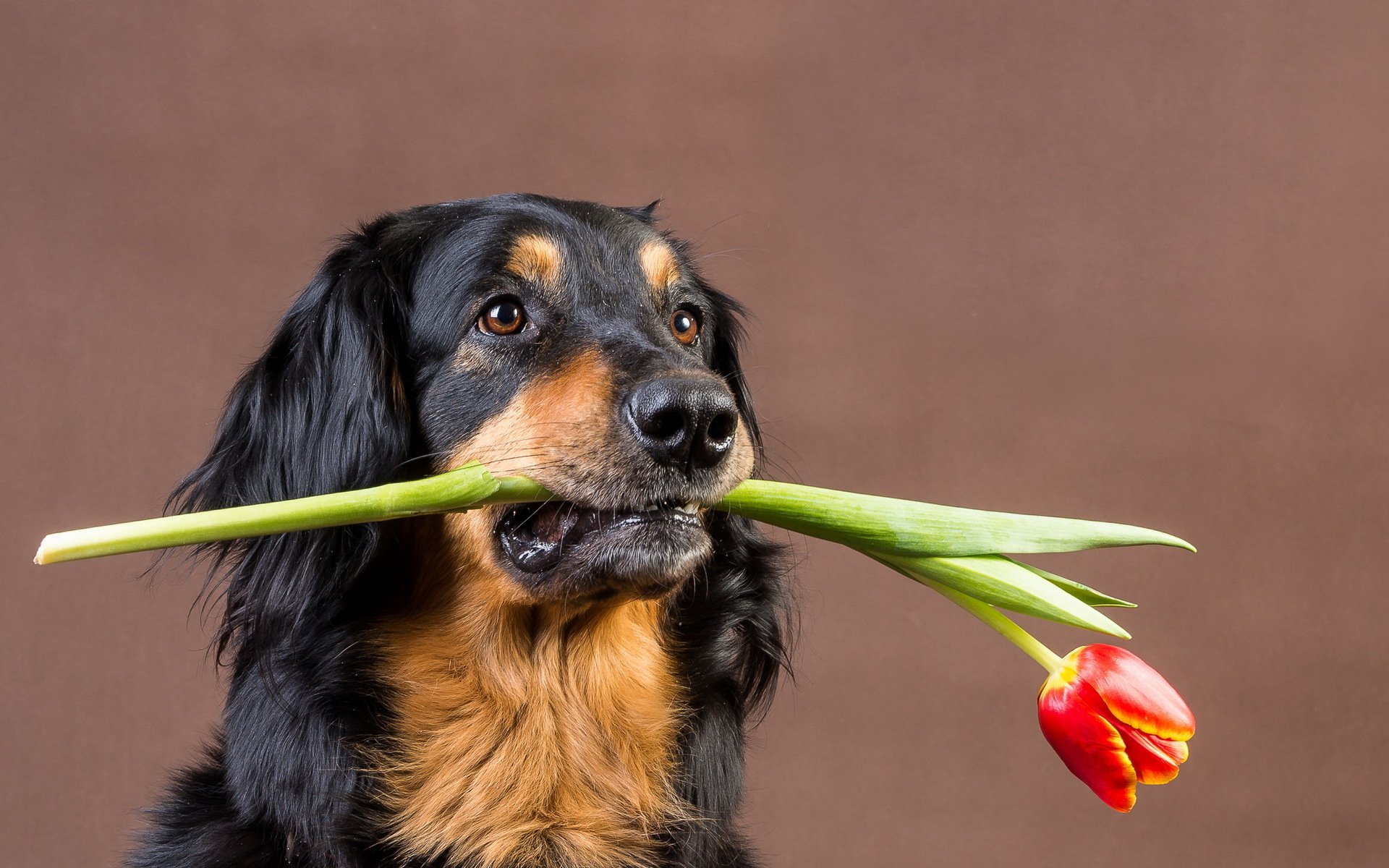 cane tulipano amico