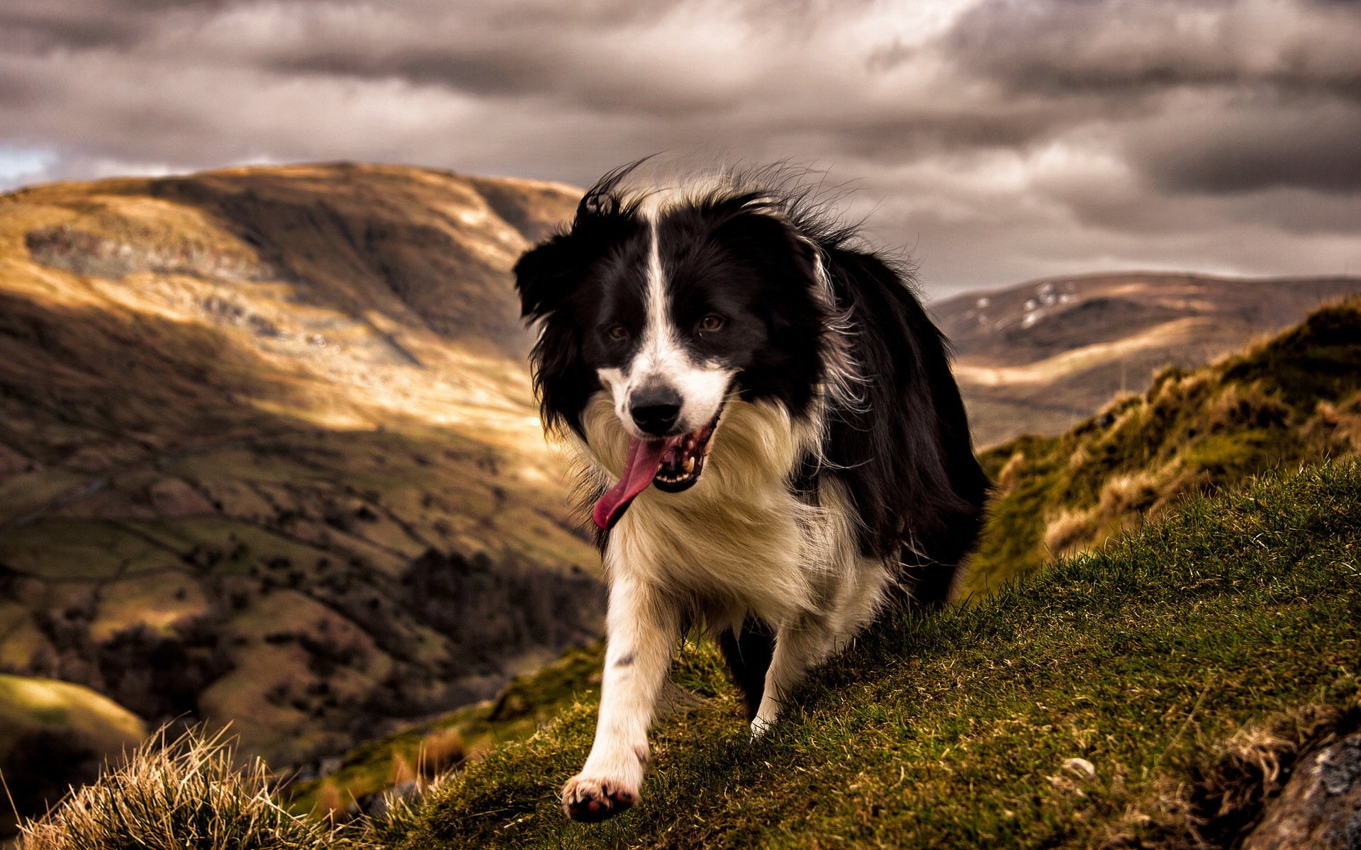 chien ami montagnes