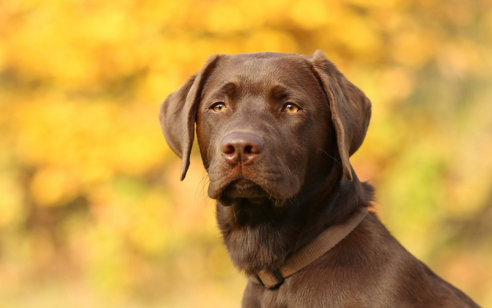 hund blick freund