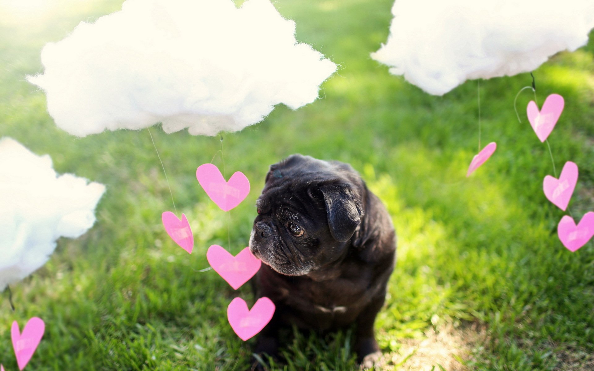 perro nube corazones