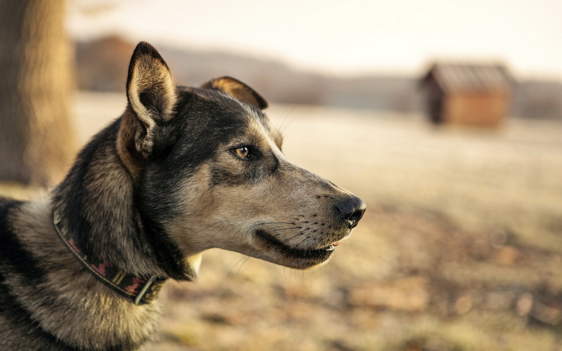 chien vue fond