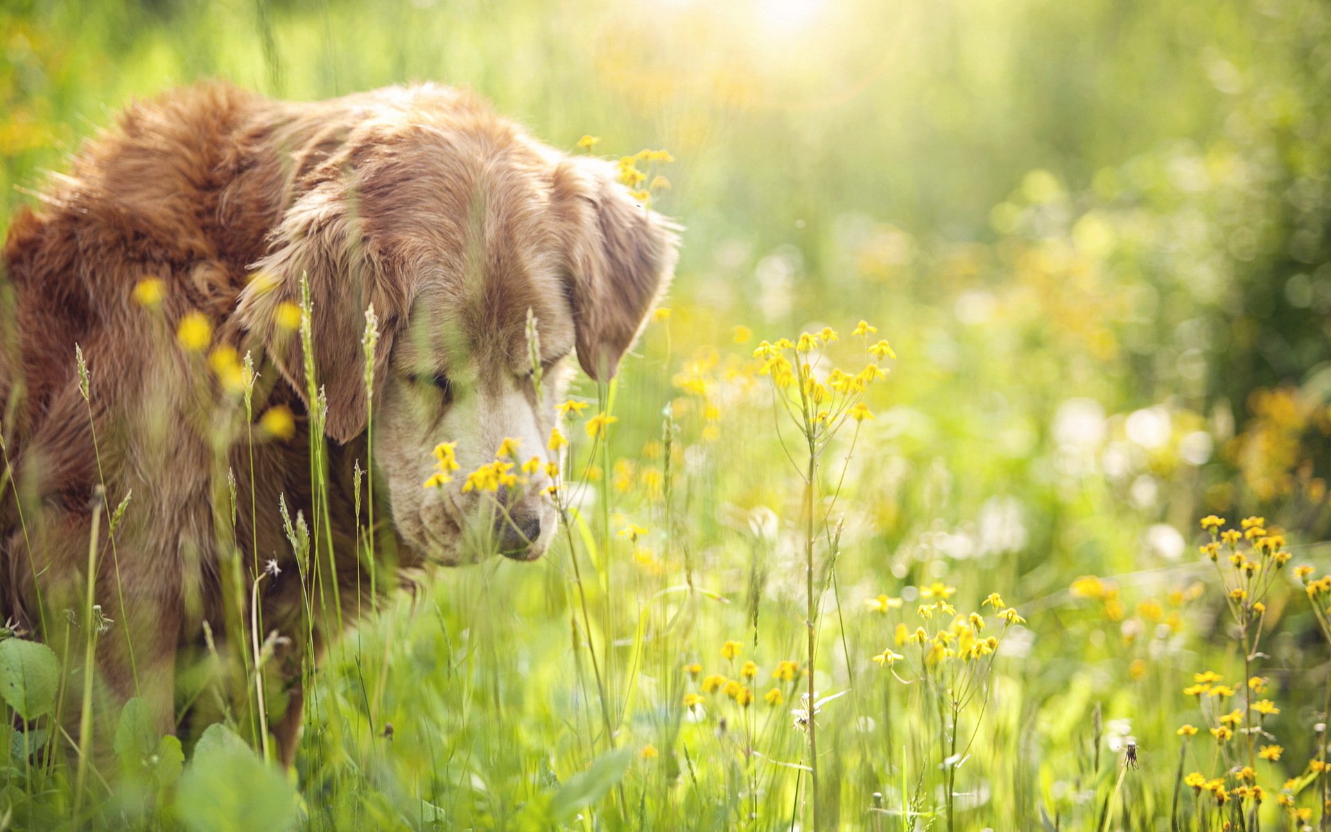 chien ami été