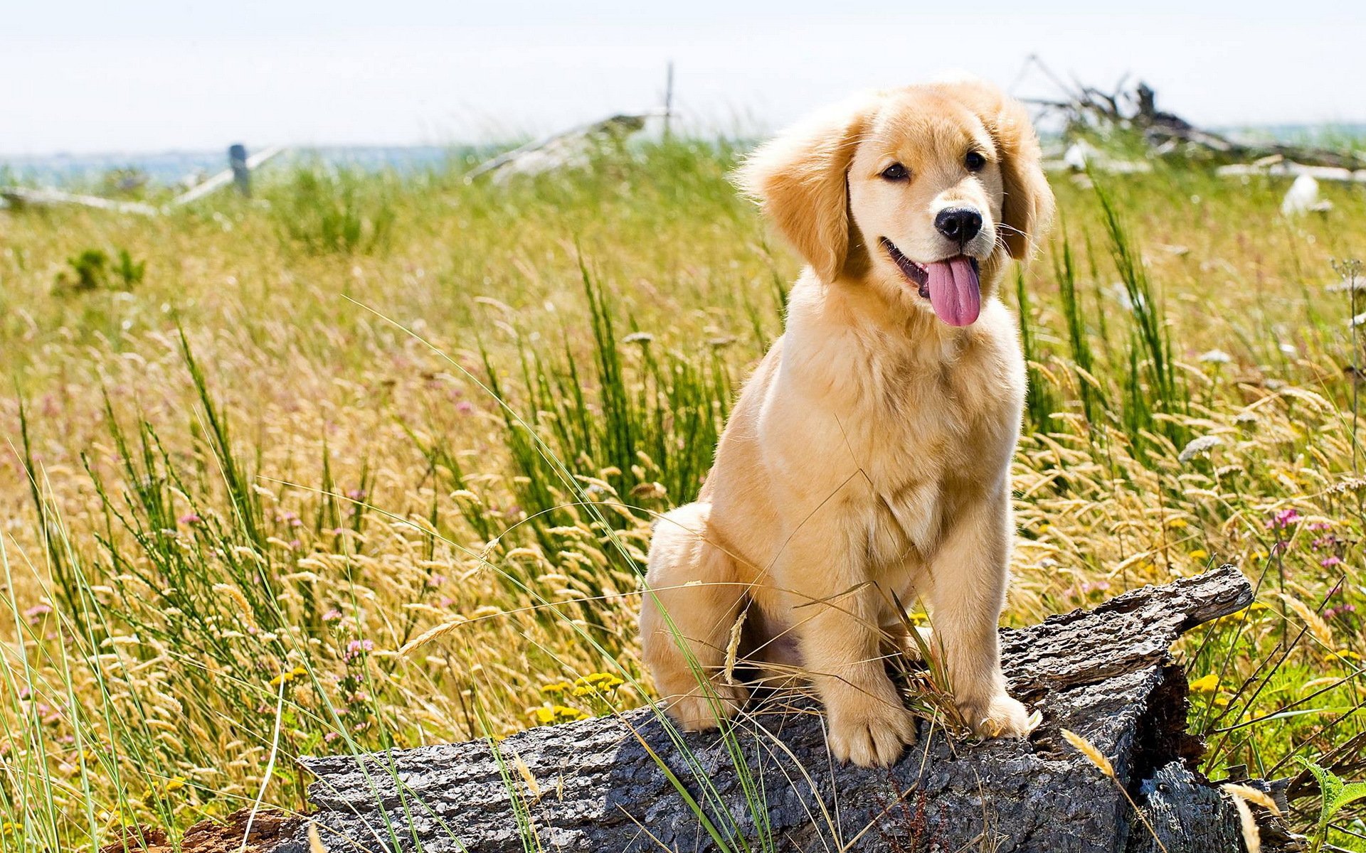 chien regard ami