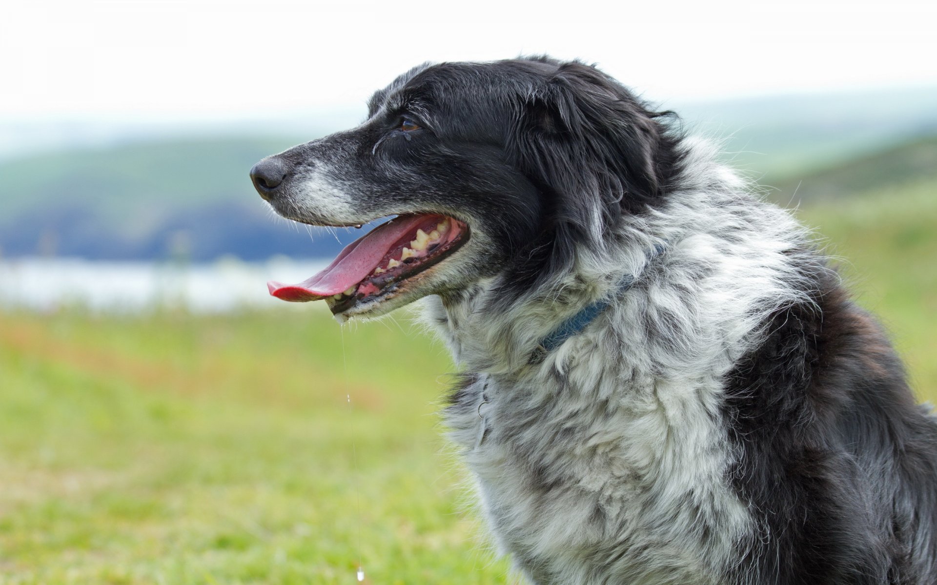 collie hund hintergrund