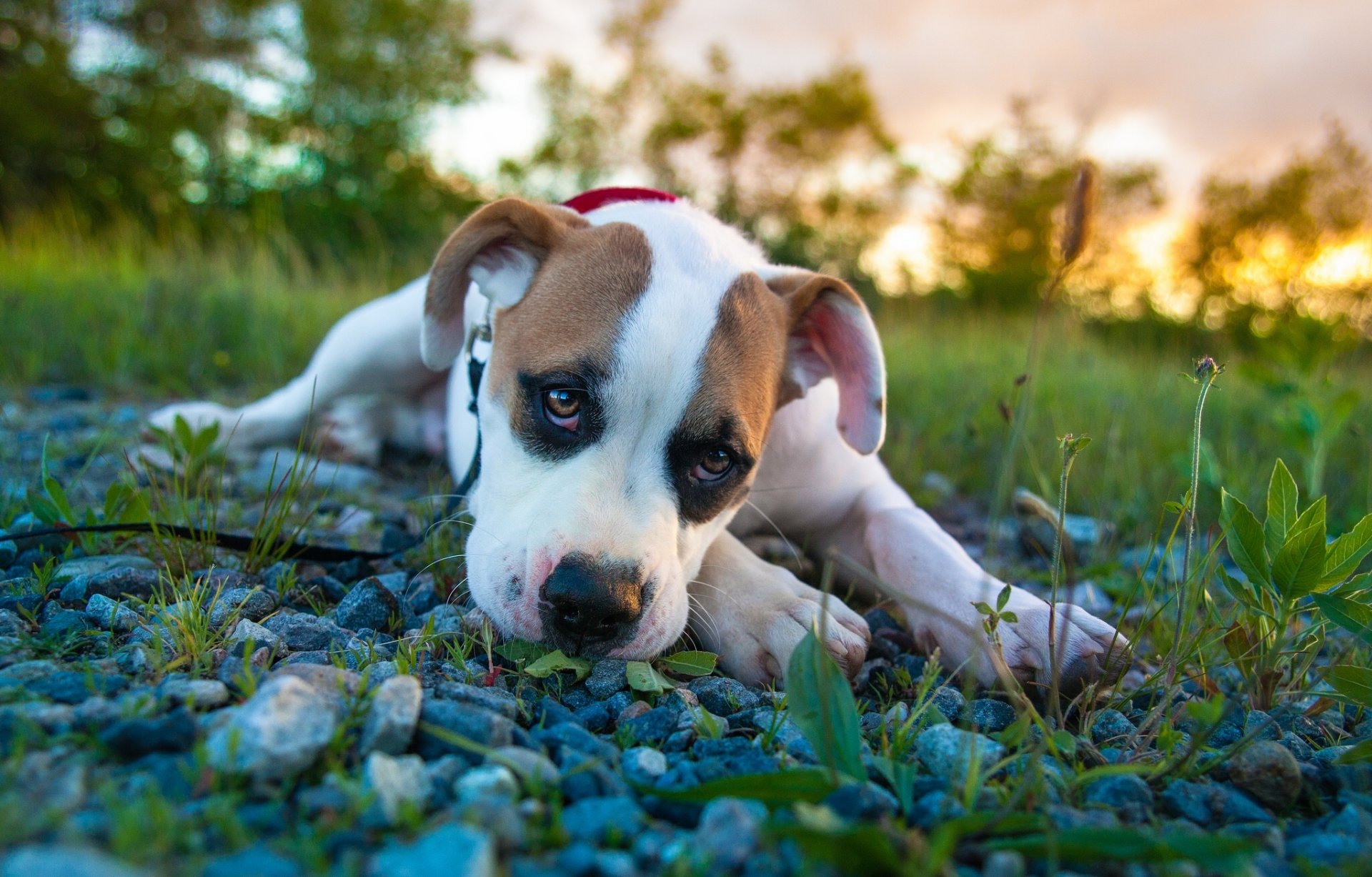 pitbull boxer mischung pitbull welpe blick