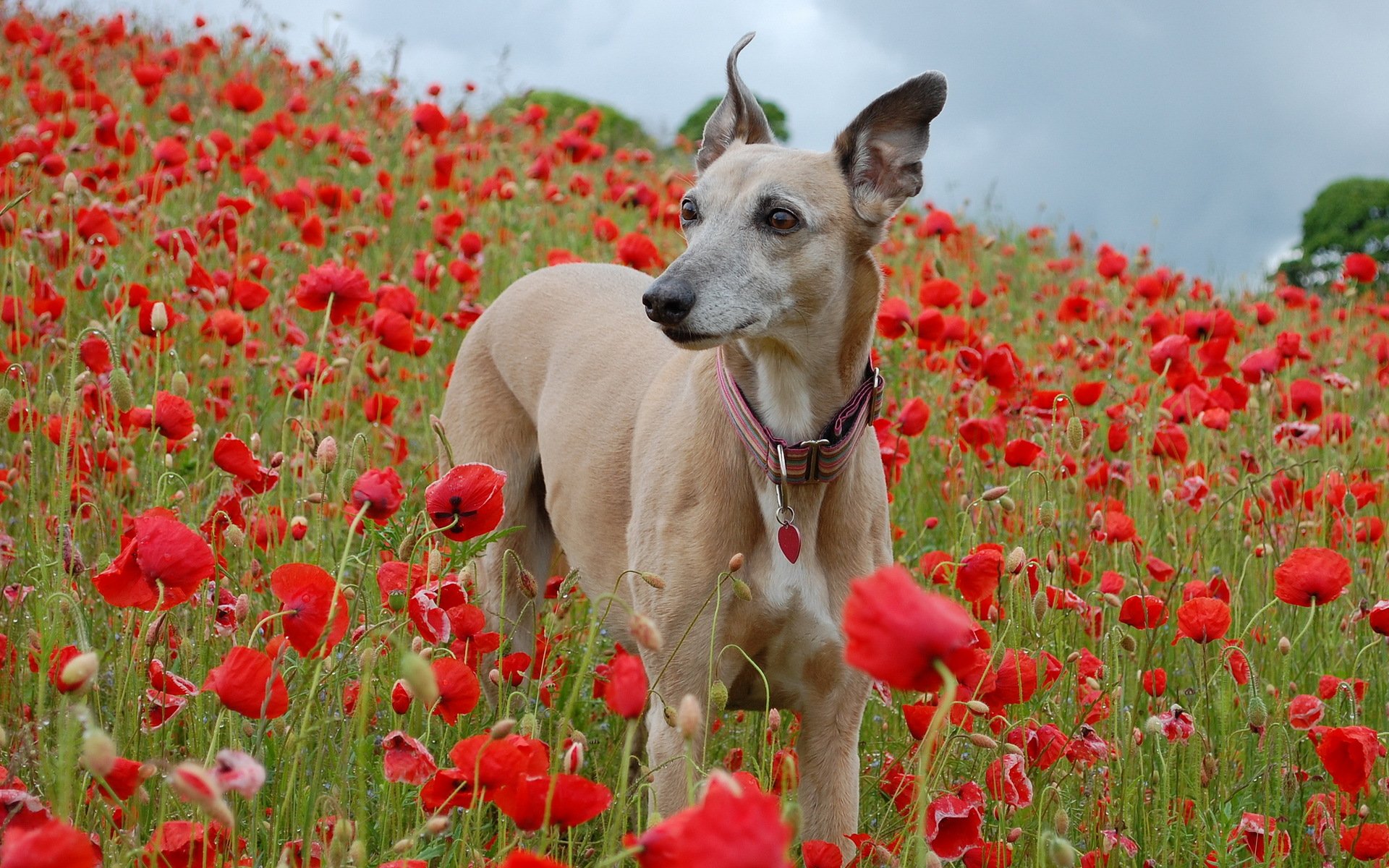 dog the field poppie