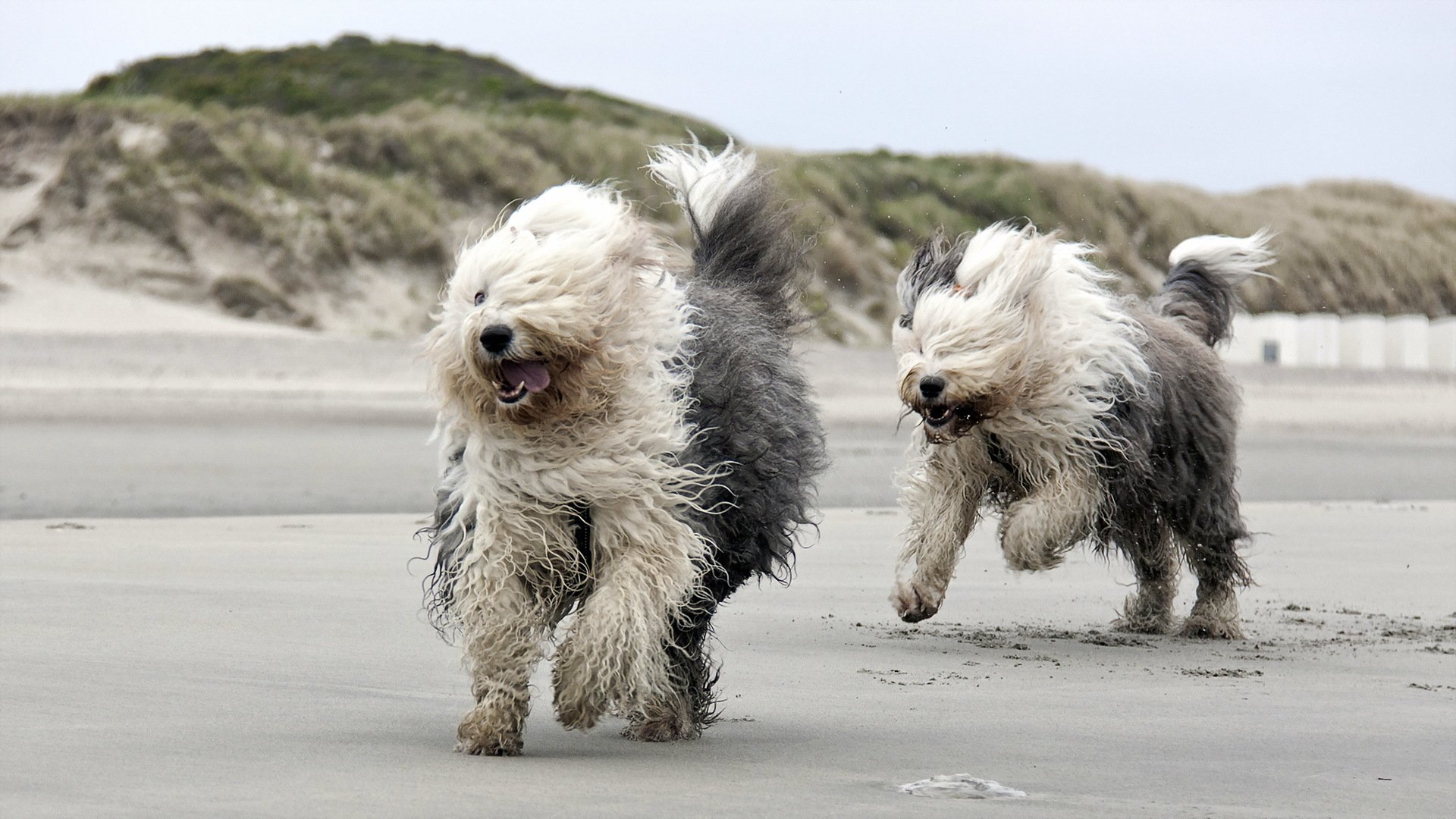 chiens course plage