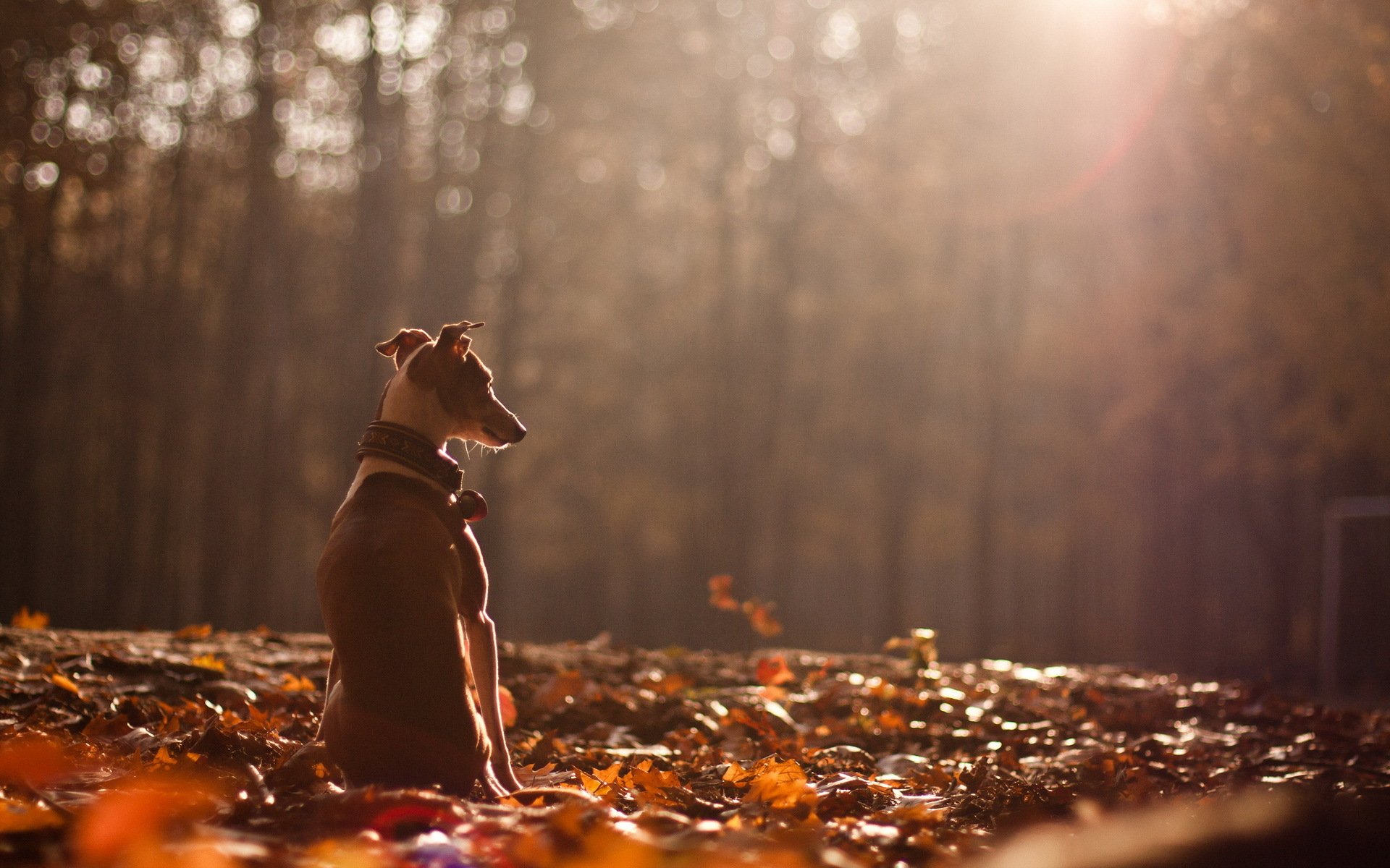 cane autunno natura