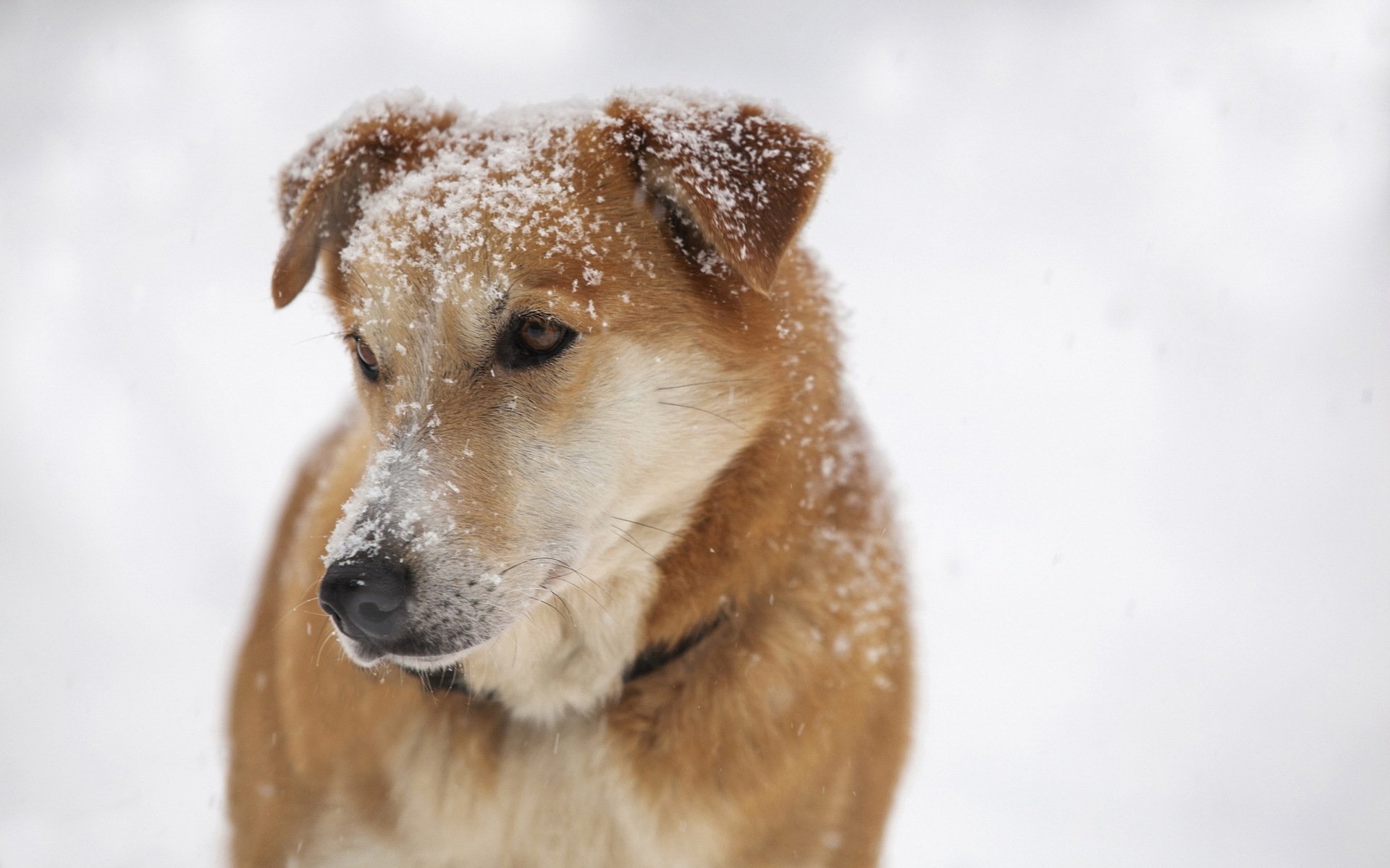 perro amigo nieve