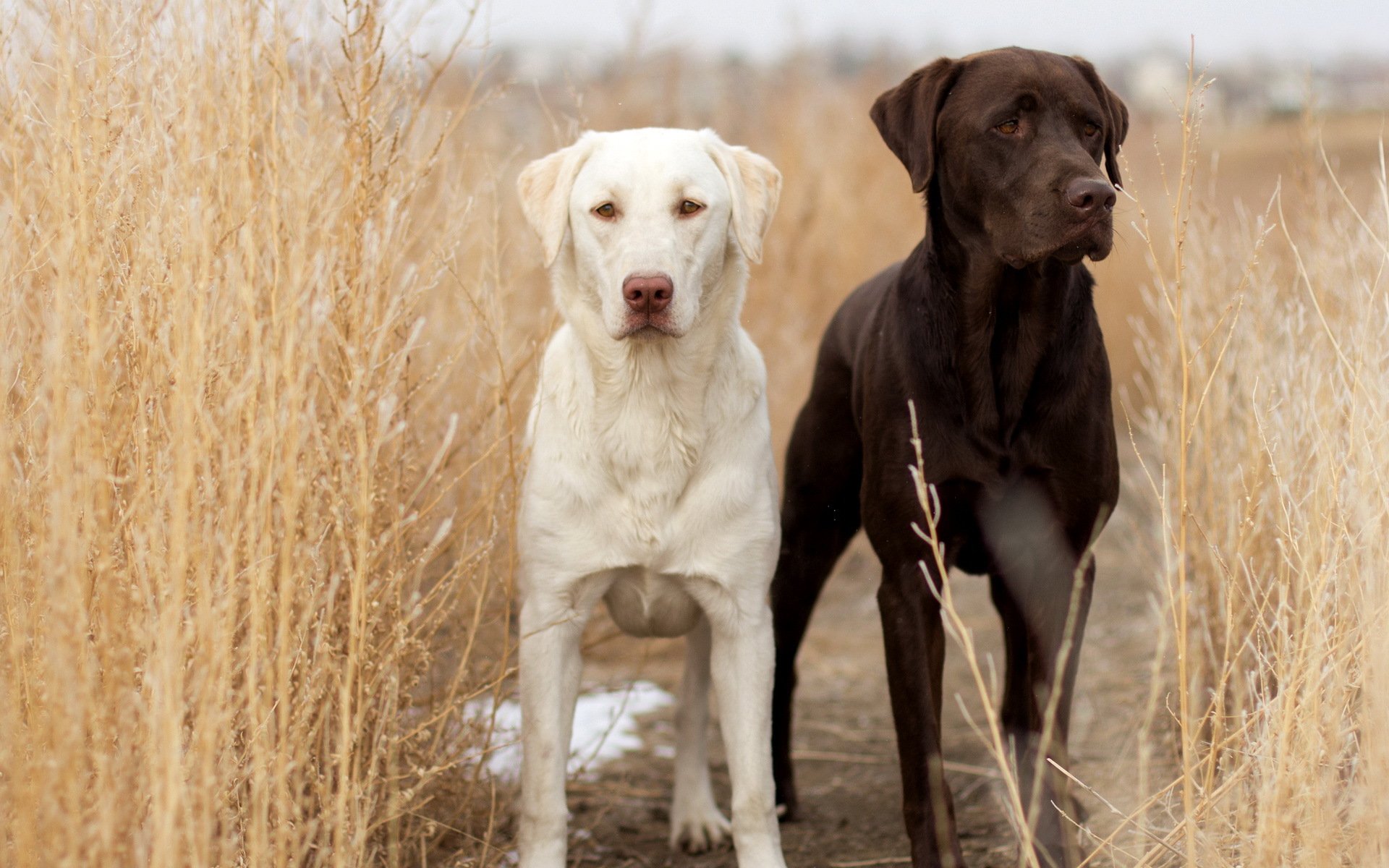 chiens champ fond