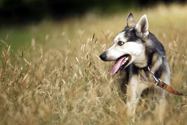 Dog in the field on a leash