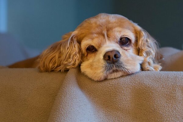 Regard fatigué du chien. Triste chien